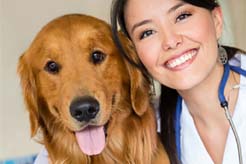 mycaa courses - Veterinary Assistant Specialist Certificate Program